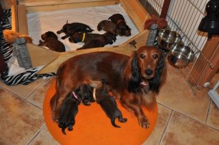 Jamniki d�ugow�ose